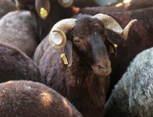 Adana’da kurban fiyatları düşüyor