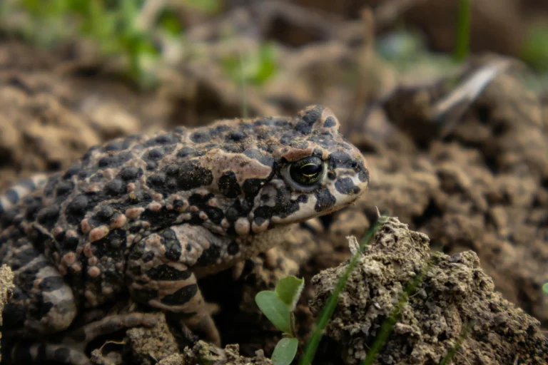2027 Avrupa Oyunları Organizasyon Komitesi toplantısı İstanbul’da yapıldı