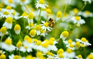MHP lideri Bahçeli: Lider ülke ve süper güç Türkiye’yi inşa etmek gayretindeyiz