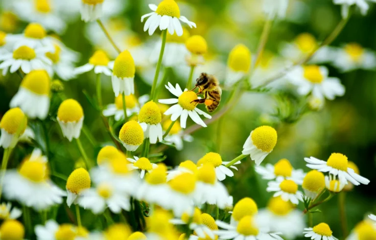 MHP lideri Bahçeli: Lider ülke ve süper güç Türkiye’yi inşa etmek gayretindeyiz