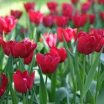 Trump’tan Hürmüz Boğazı’na abluka kararı: ABD, operasyona başlayacak