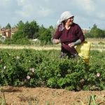 HIDIRELLEZ GÜL AĞACI RİTÜELİ YAPIMI VE HIDIRELLEZ DUASI | Hıdırellez’de gül ağacına dilek nasıl dilenir, saat kaçta gömülür? Hıdırellez’de dilek nasıl edilir, dilek duası nedir, kaç kere okunmalı?
