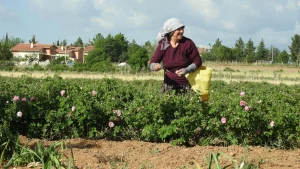HIDIRELLEZ GÜL AĞACI RİTÜELİ YAPIMI VE HIDIRELLEZ DUASI | Hıdırellez’de gül ağacına dilek nasıl dilenir, saat kaçta gömülür? Hıdırellez’de dilek nasıl edilir, dilek duası nedir, kaç kere okunmalı?