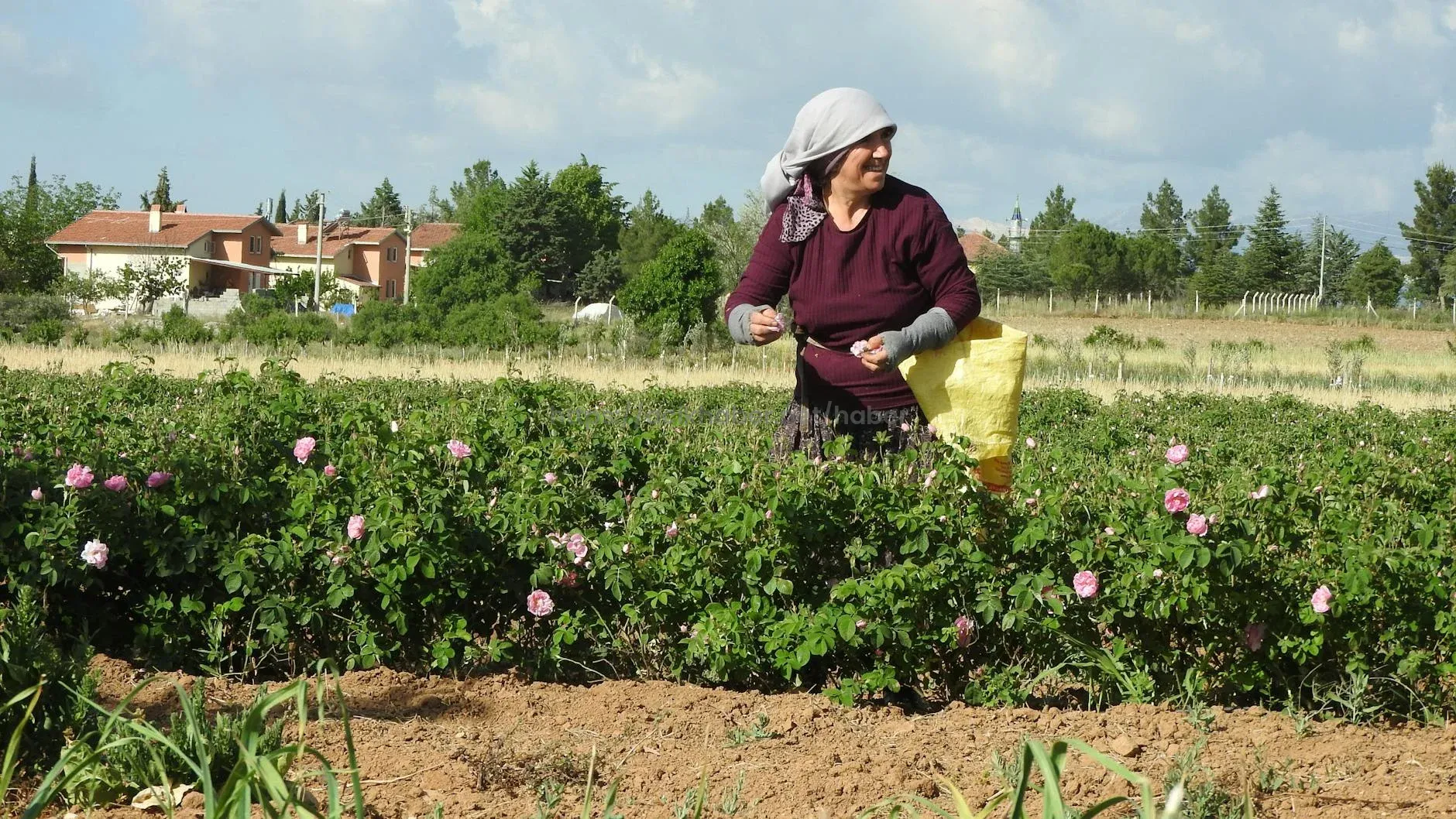 HIDIRELLEZ GÜL AĞACI RİTÜELİ YAPIMI VE HIDIRELLEZ DUASI | Hıdırellez’de gül ağacına dilek nasıl dilenir, saat kaçta gömülür? Hıdırellez’de dilek nasıl edilir, dilek duası nedir, kaç kere okunmalı?