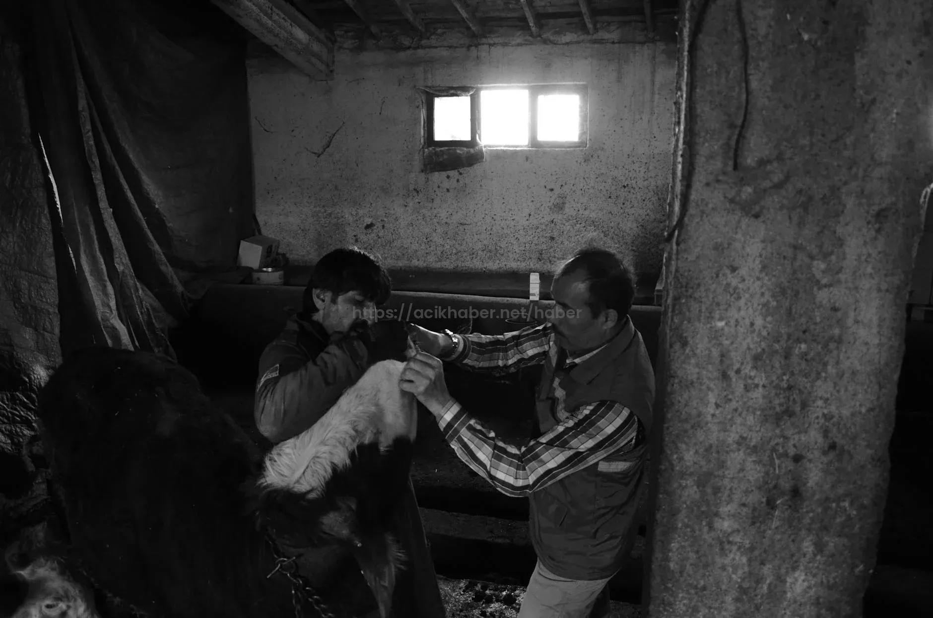 Kurban eti ne kadar dinlendirilir? | Kurban eti kaç saat dinlenmeli, nasıl saklanmalı, yıkanır mı? Kurban eti saklama koşullarına dikkat!