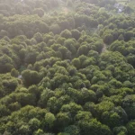 Avrupa’nın en büyük ormanlarından birinde toplanıyor: Dalında 3 bin liradan satılıyor