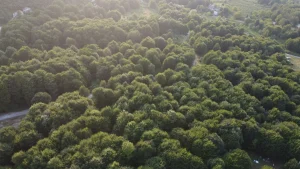 Avrupa’nın en büyük ormanlarından birinde toplanıyor: Dalında 3 bin liradan satılıyor