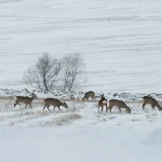 TEMMUZ DOLUNAYI TARİHİ VE SAATİ: Geyik Dolunayı ne zaman, saat kaçta gerçekleşecek? Geyik Dolunayı nedir, ne anlama gelir? Gökyüzünde görsel şölen için geri sayım!