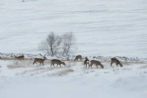 TEMMUZ DOLUNAYI TARİHİ VE SAATİ: Geyik Dolunayı ne zaman, saat kaçta gerçekleşecek? Geyik Dolunayı nedir, ne anlama gelir? Gökyüzünde görsel şölen için geri sayım!