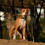 Beyoğlu’nda dehşet: Köpeğine saldıran pitbullun sahibini bıçakladı