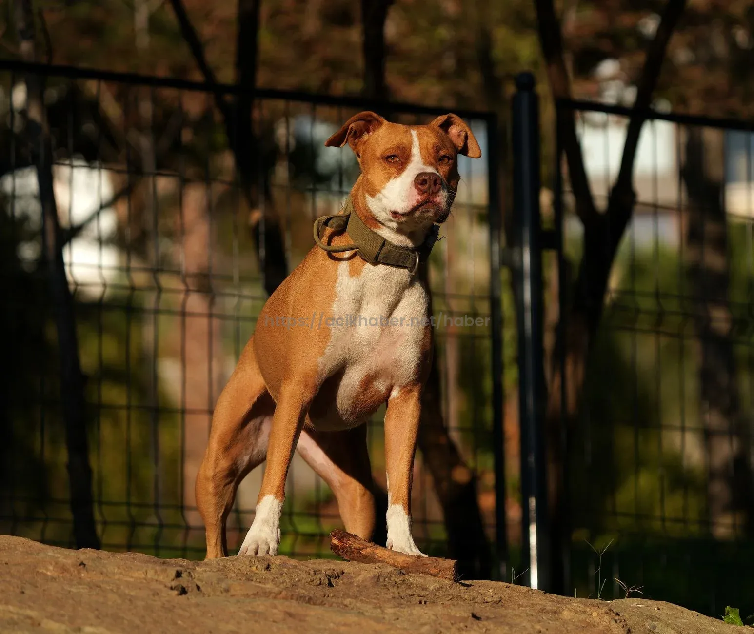Beyoğlu’nda dehşet: Köpeğine saldıran pitbullun sahibini bıçakladı
